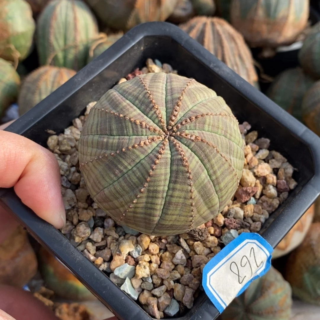 8 欧系实生布纹球多肉植物