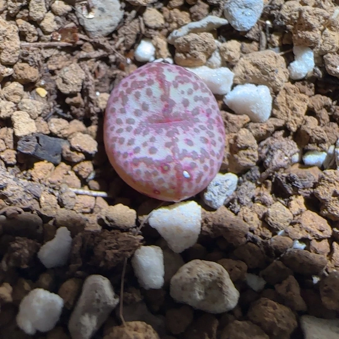 肉锥多肉植物组合-金橘1252