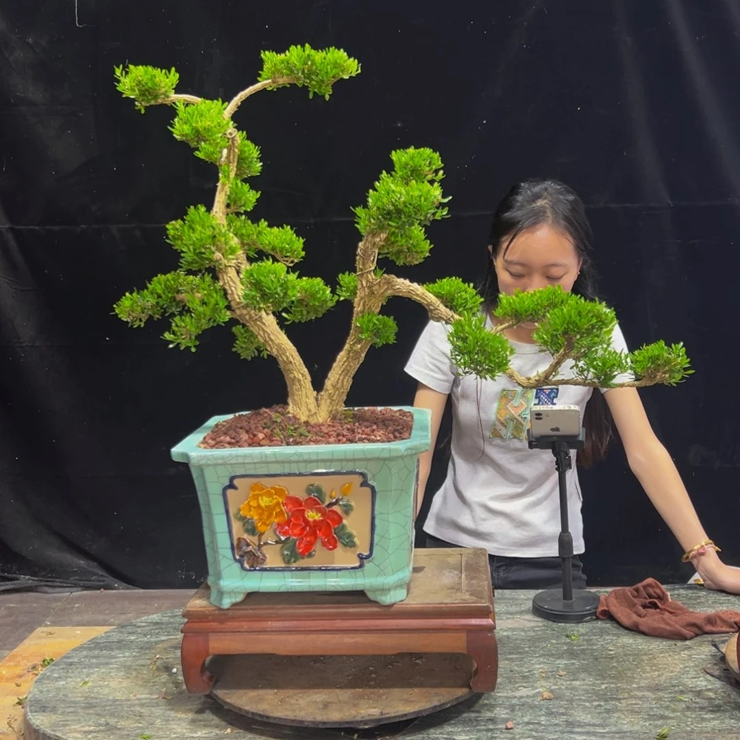 无花朵广东黄杨四季常青