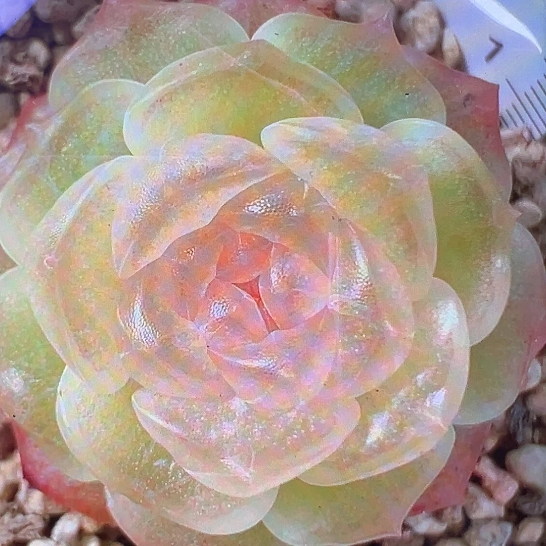 风花雪月灯状态图。