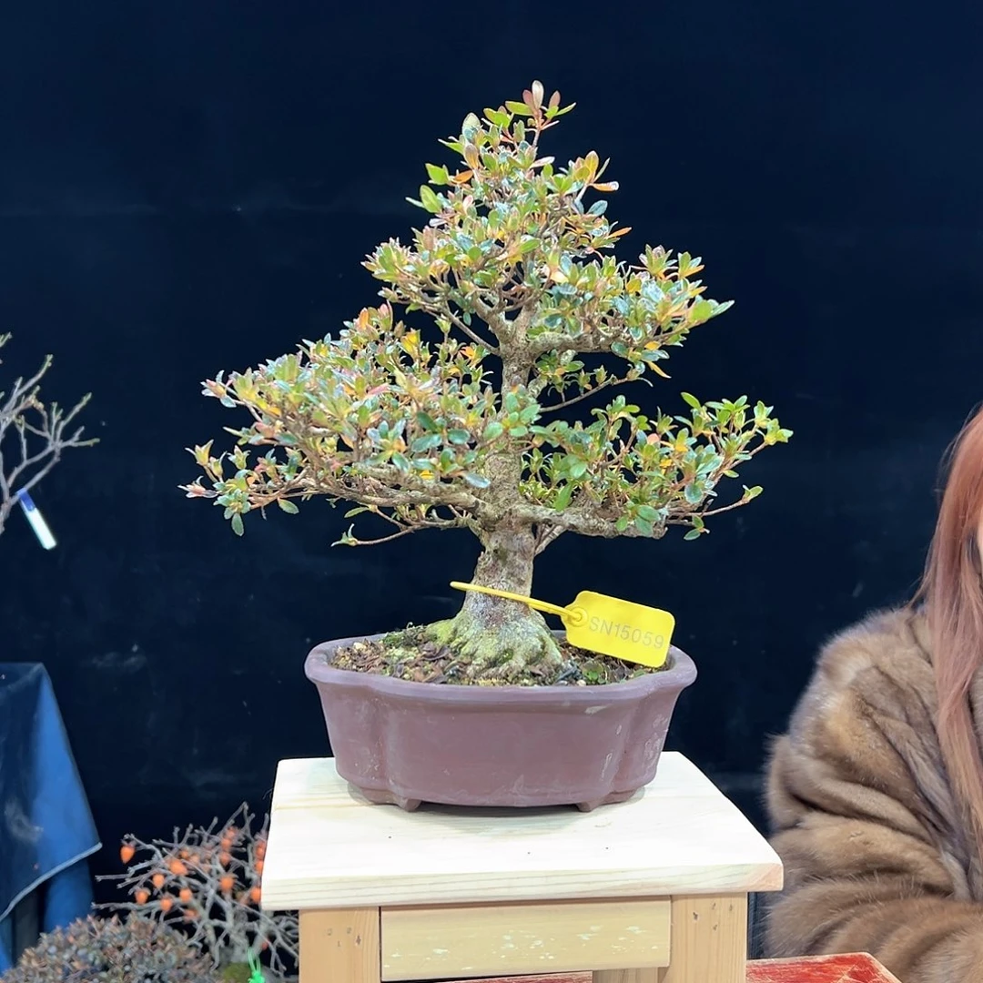 h***j无花朵杜鹃花的诗作是