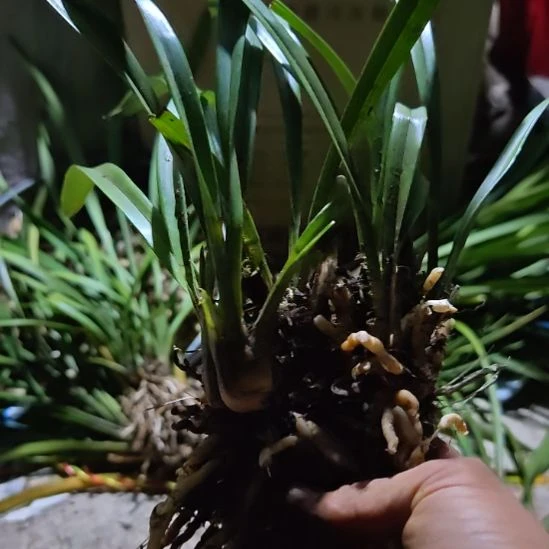 梅里雪山自然养殖青蝉