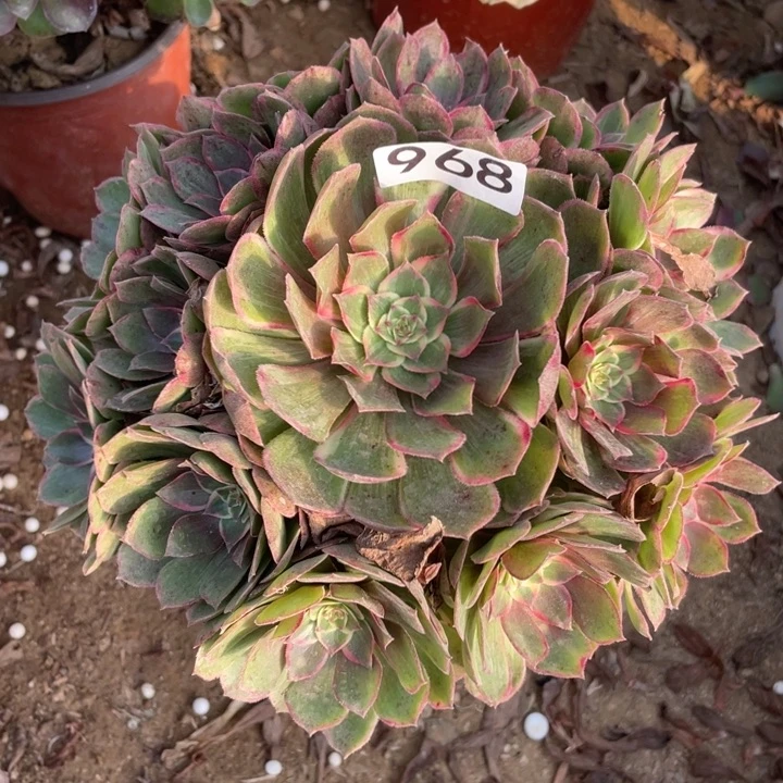 无花朵968多肉植物莲花座