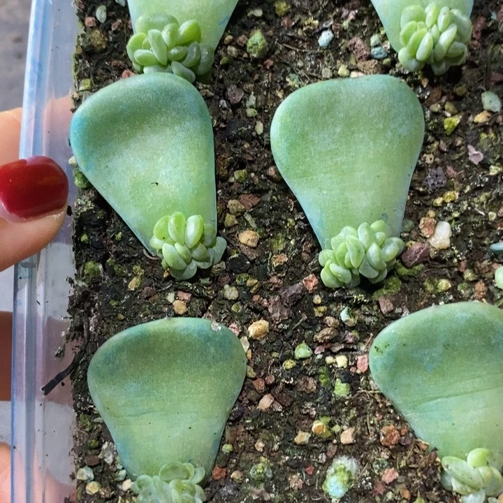 新珍妮zx428芽苗一个多肉