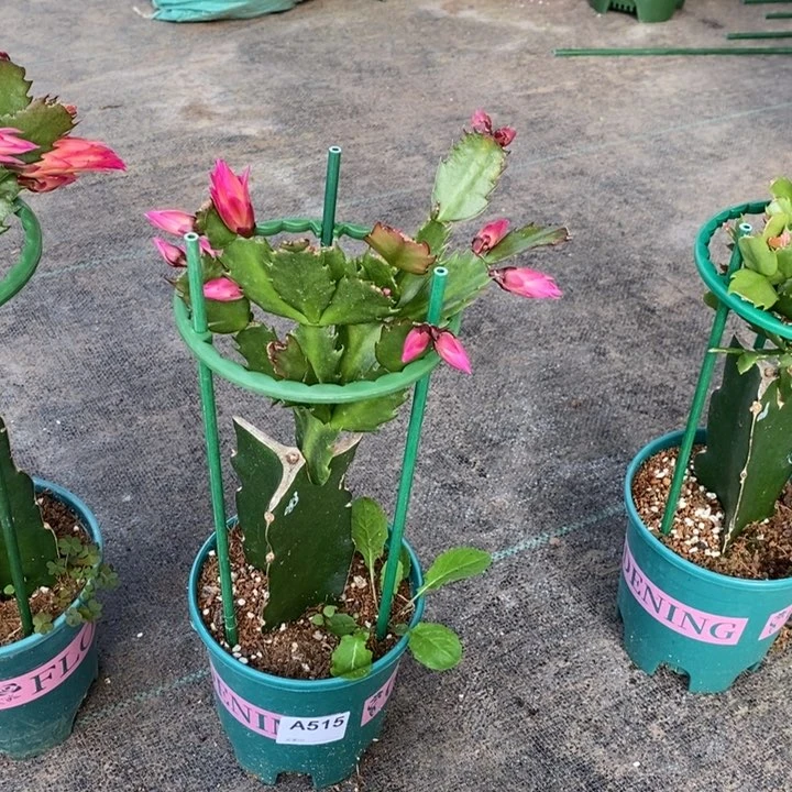 大部分花苞少量开放515嫁接083