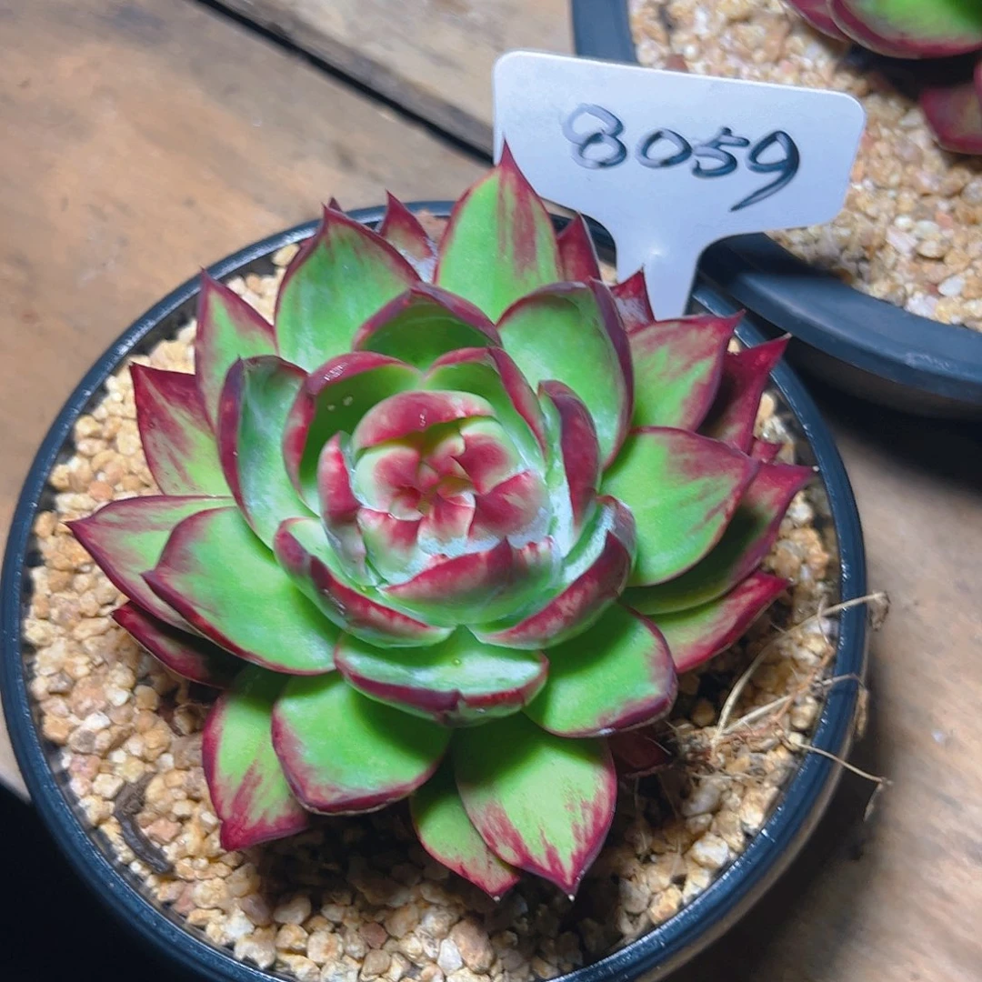 惊鸿仙子一物一拍8059号
