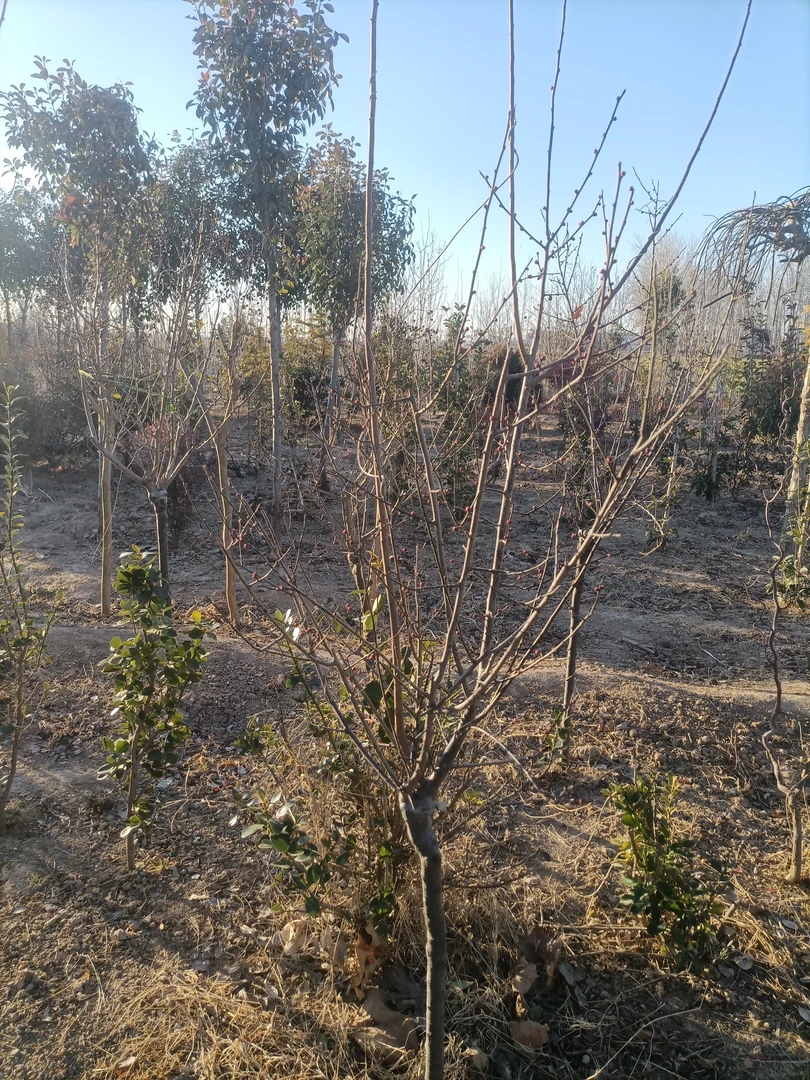 红梅，现在种，春天开花