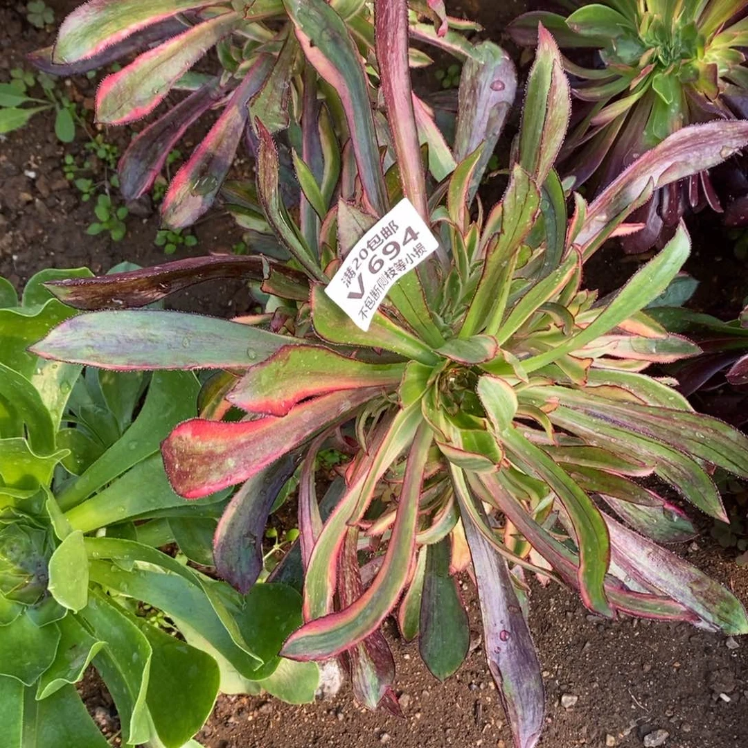 蓦**首694蕾丝香奶奶多肉