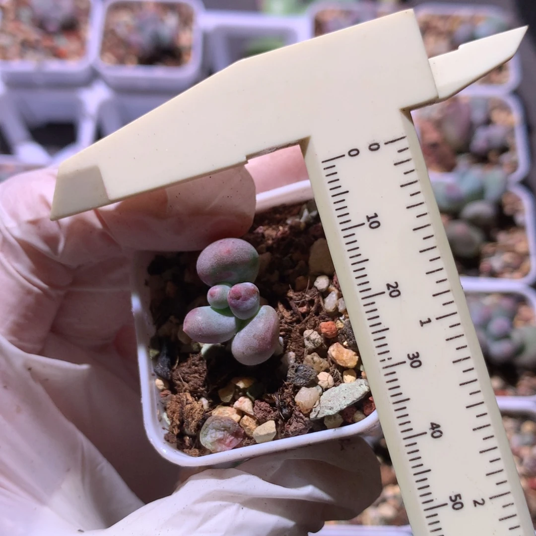 米可奶酪多肉米可奶