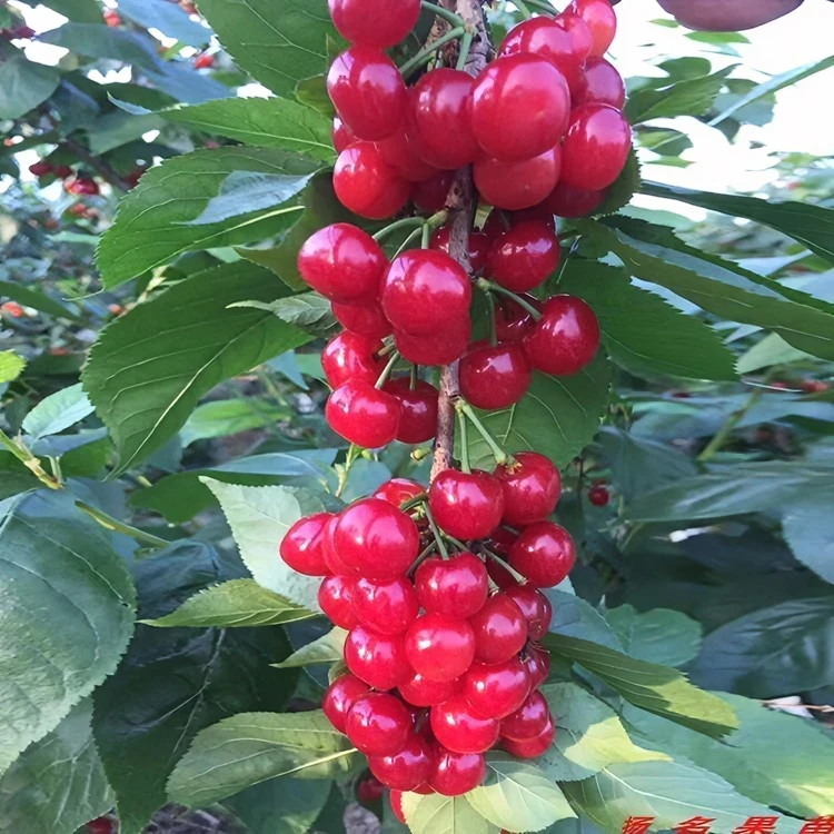 阳光果园：红妃车厘子樱桃树苗盆栽地栽南北方种植
