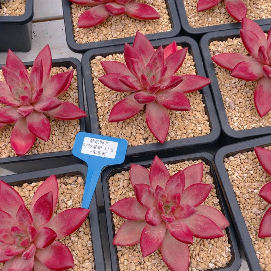 0709-11-知音美人大单头一颗