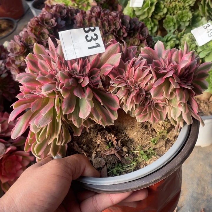 多肉粉女巫缀化331