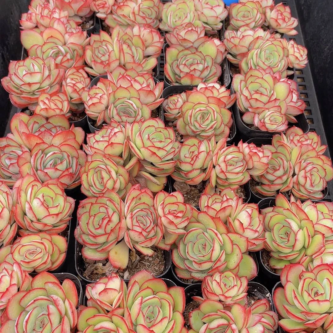 量拍150号 牡丹亭群生一个