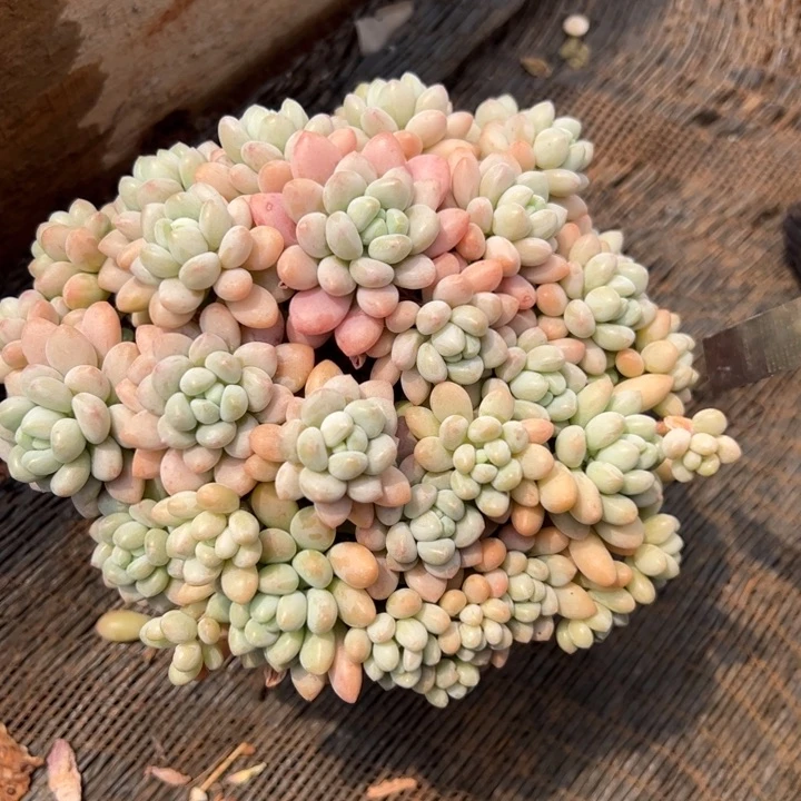 洛可可老桩多肉群生3-10