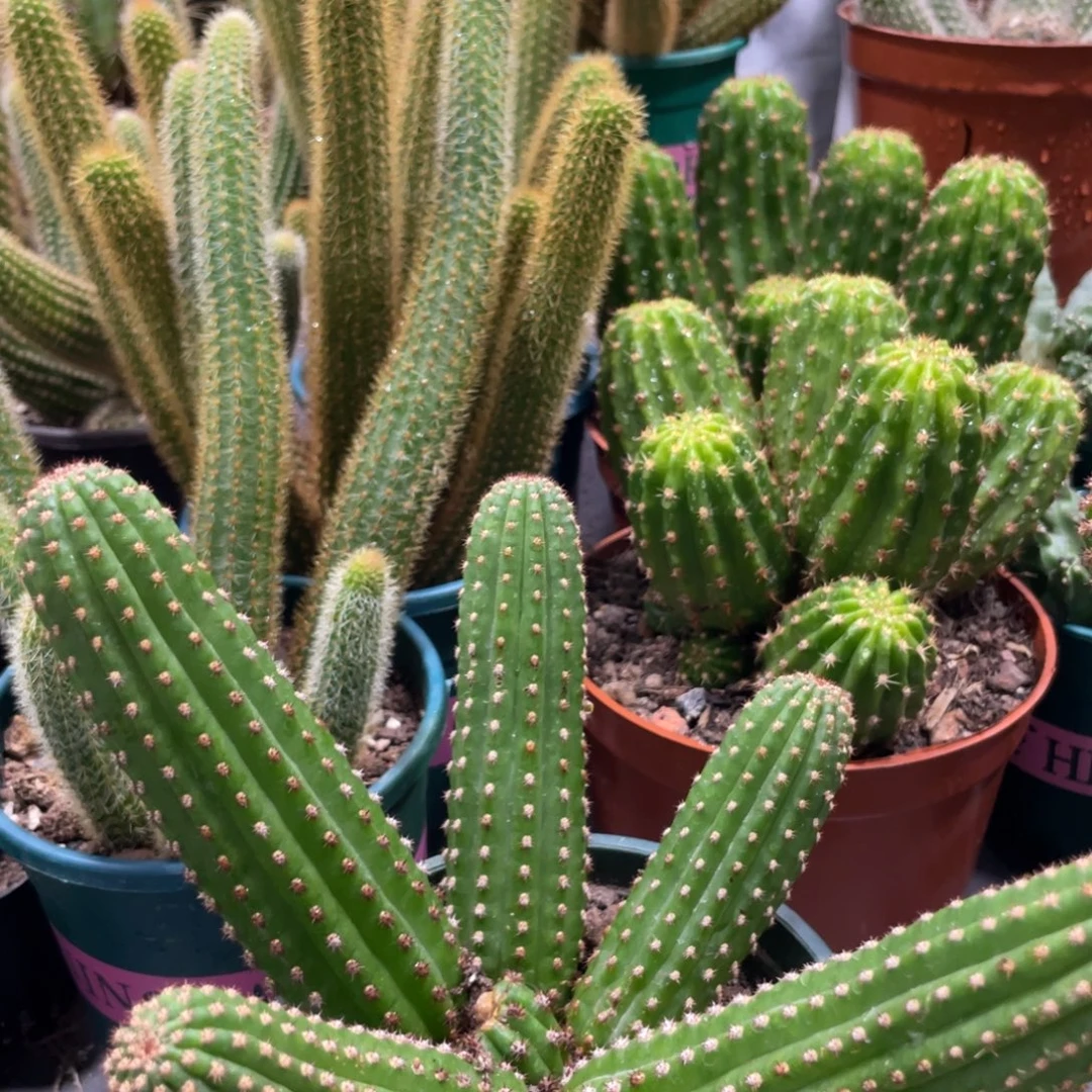 新品金4群生一物一拍2