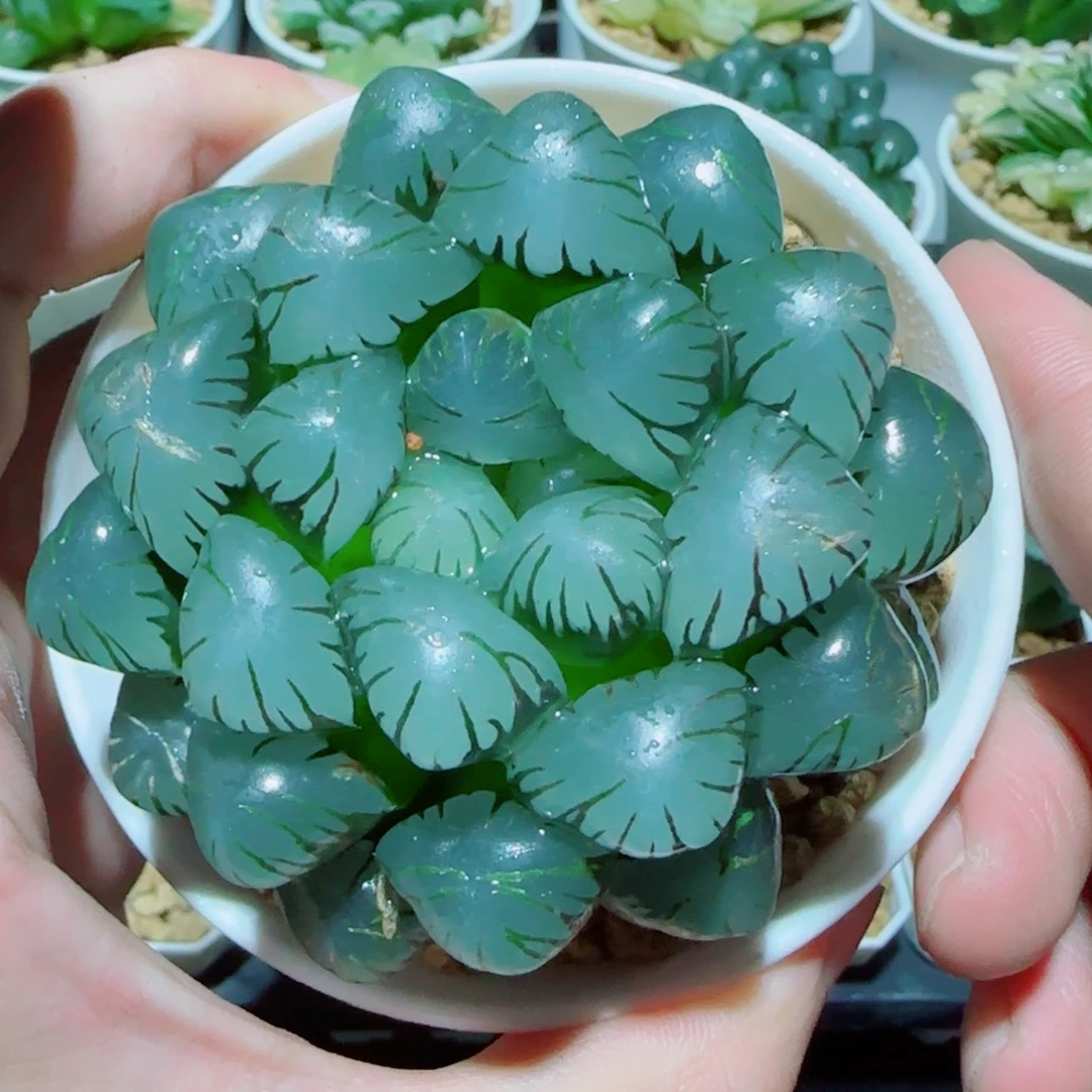 巨大化冰灯多肉植物