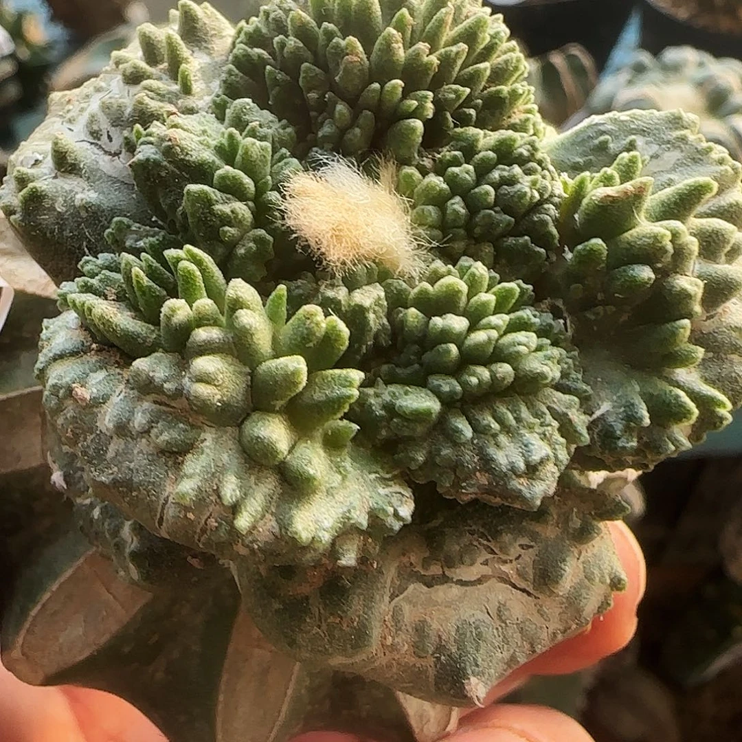 大尤哥怒082仙人球开花