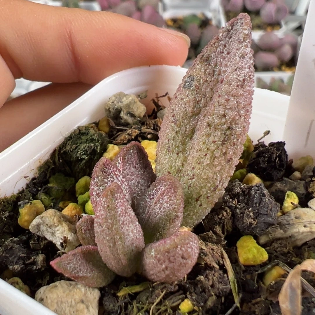 w黑酱多肉植物水泡