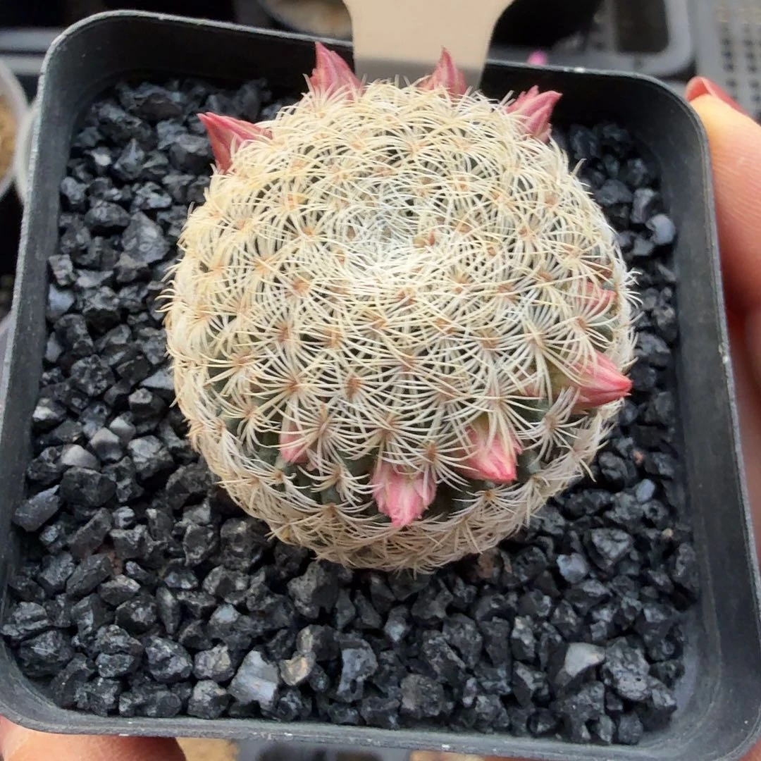 实生白子法师脱土发货