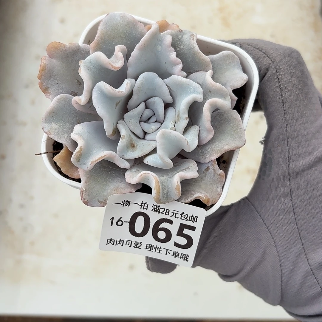 芭蕾舞者无盆土发货无盆