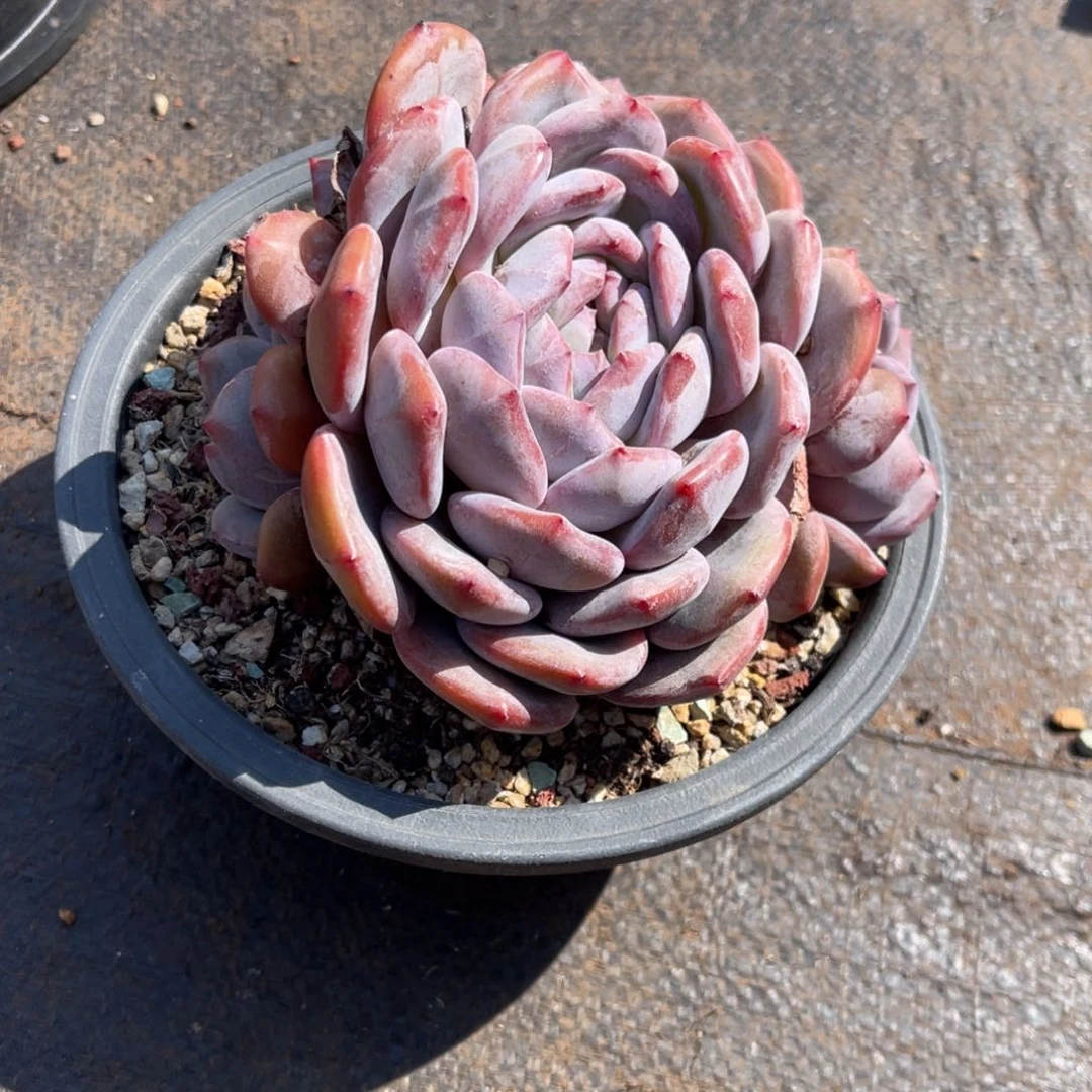 小**⭐1111111111111