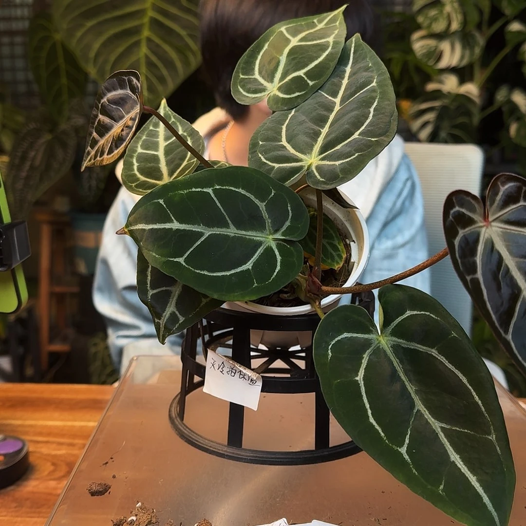 不开花植物K136黑水晶杂银骑士