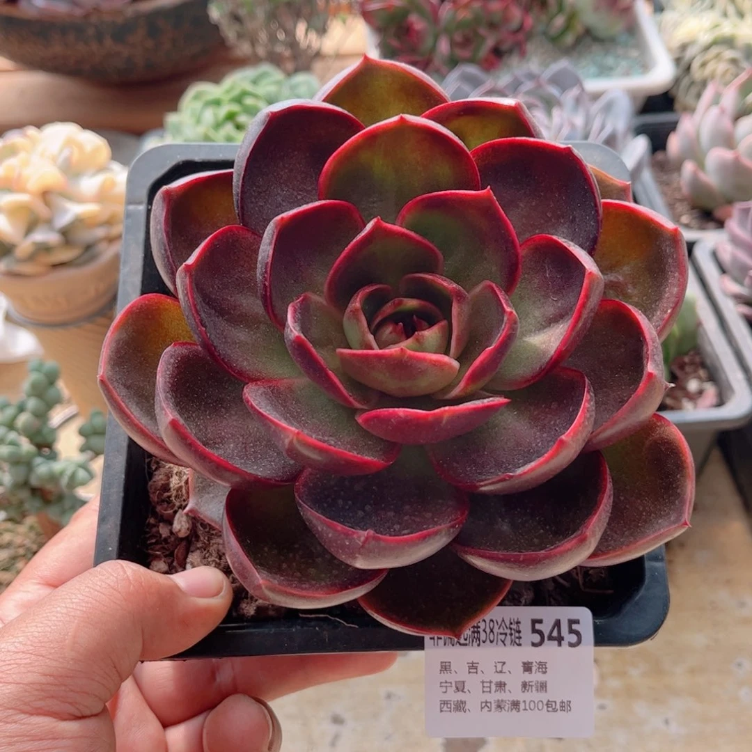 545红灯德华多肉