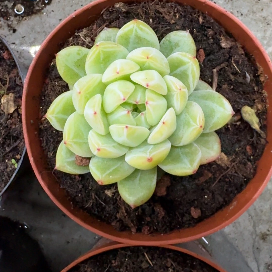 雪花珍妮 单头 一物一拍