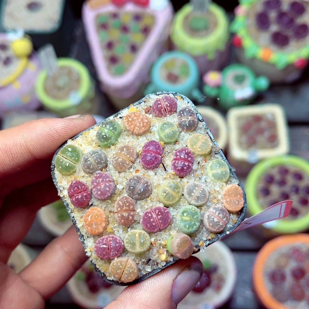 725生石花带盆发