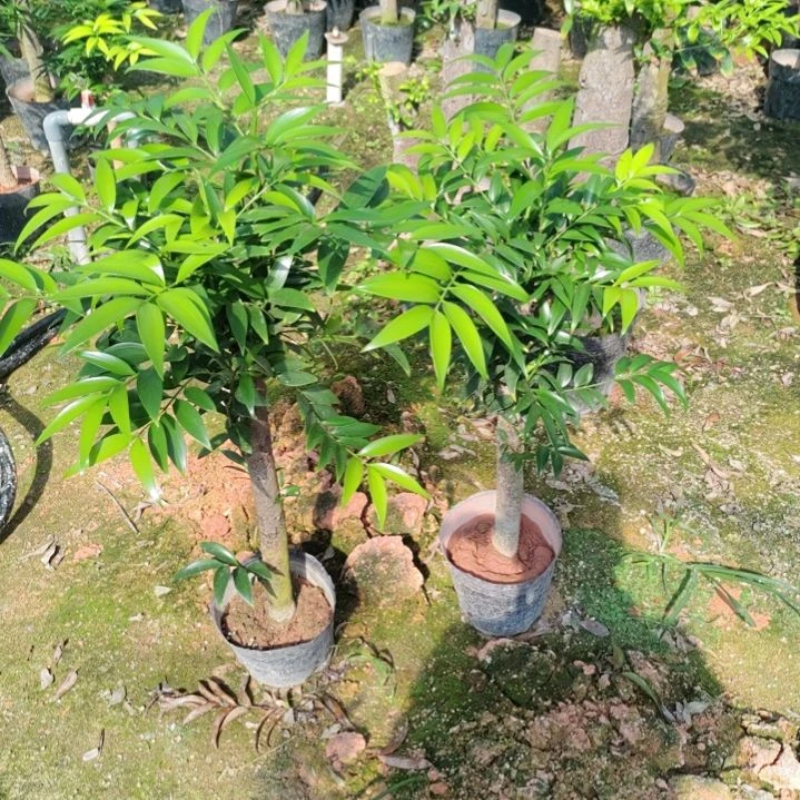 手竹柏两棵一物一拍100米
