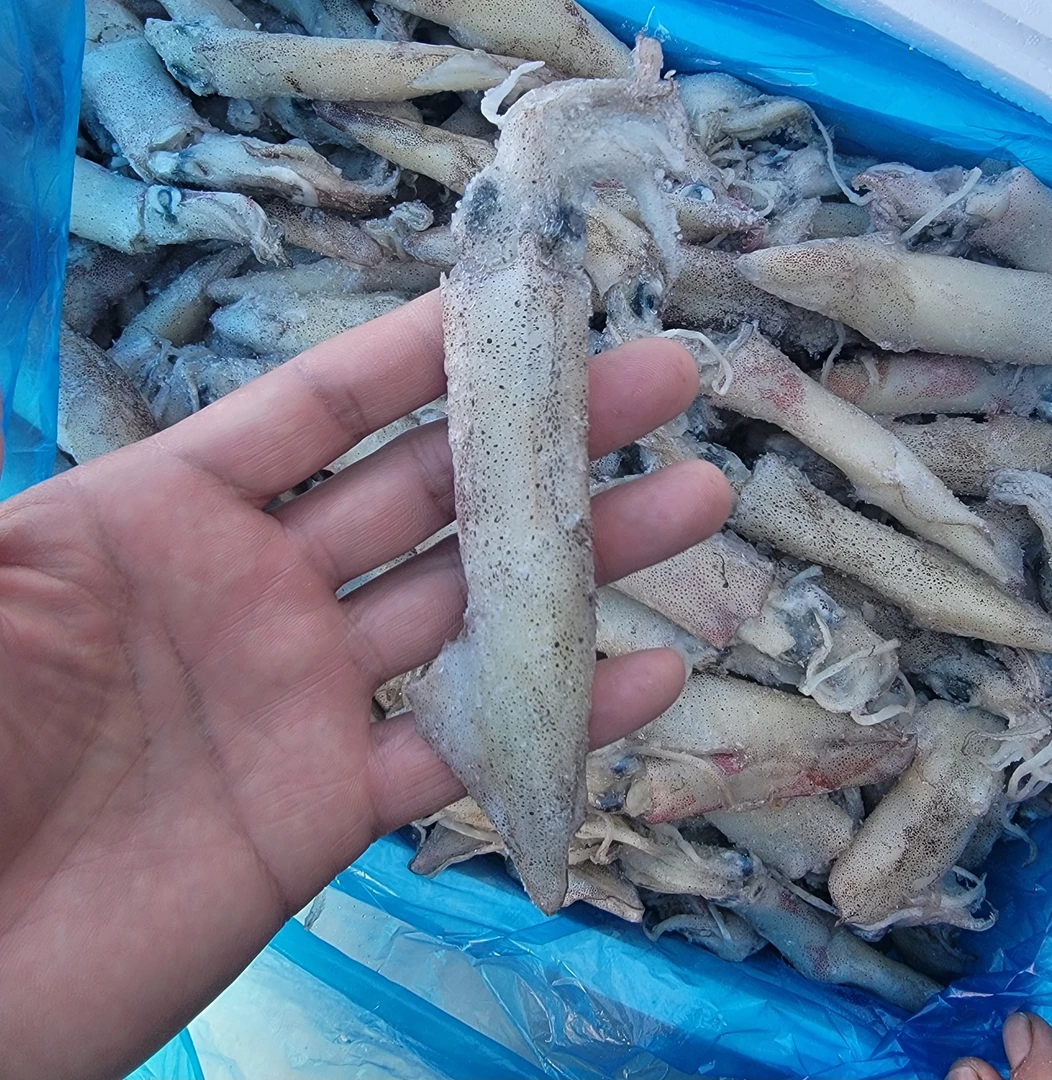 个个单冻笔管鱼，百分之三四十带仔，顺丰包邮