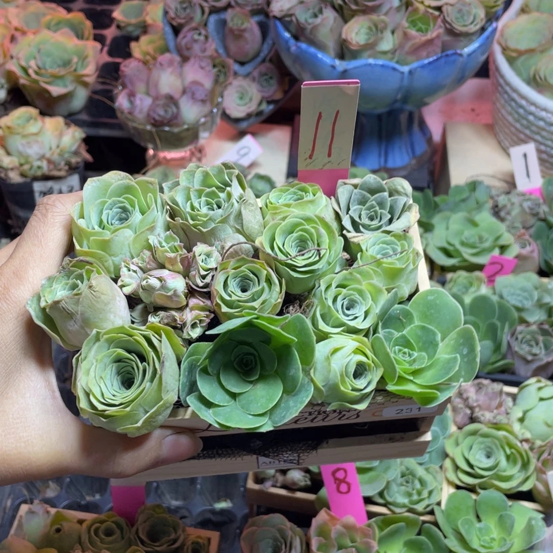 千***雪多肉植物山地玫瑰231木盒