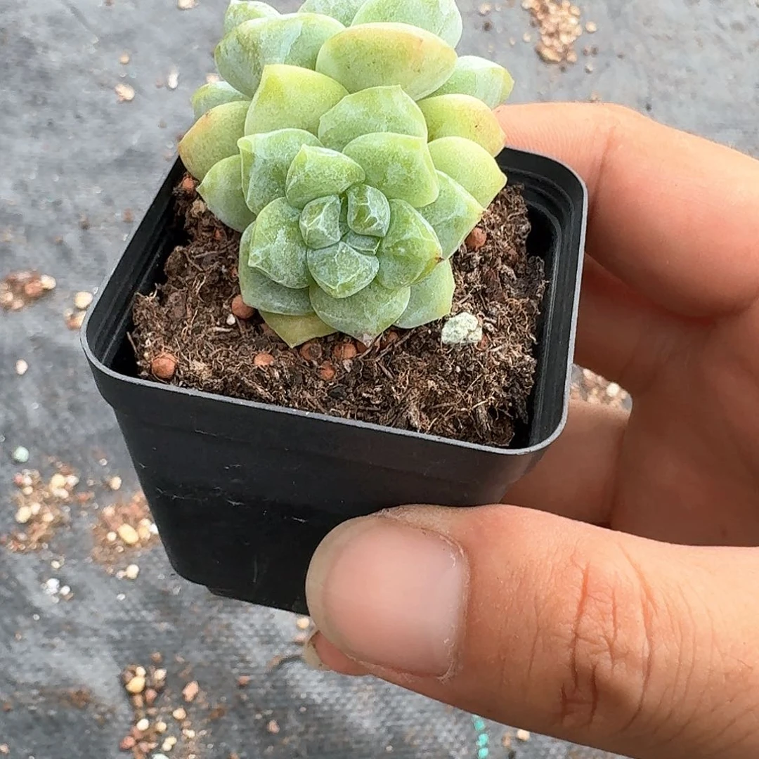 土豆一物一拍专拍