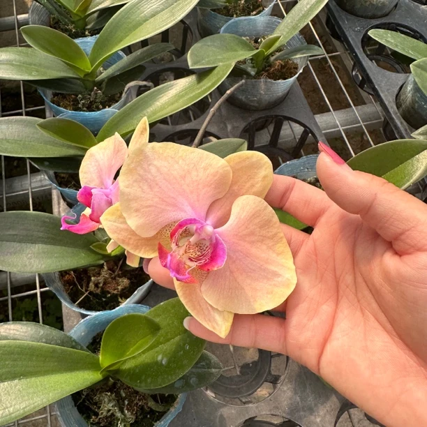 【华尔兹】3.5寸加高杯 带香味