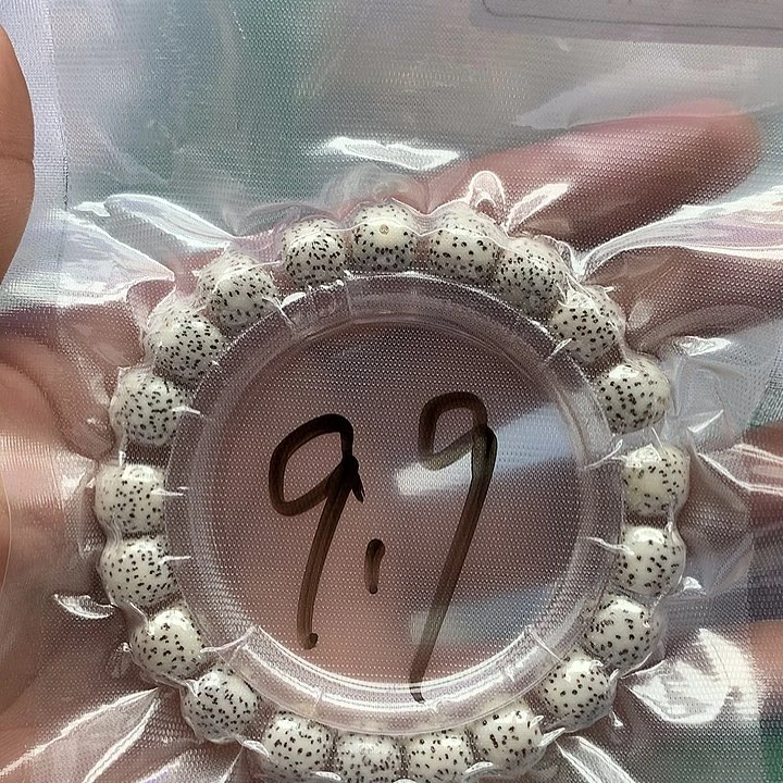 星月菩提把件星月