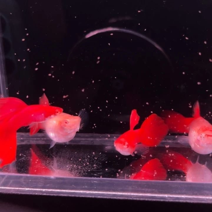 孔雀鱼血红种鱼2对