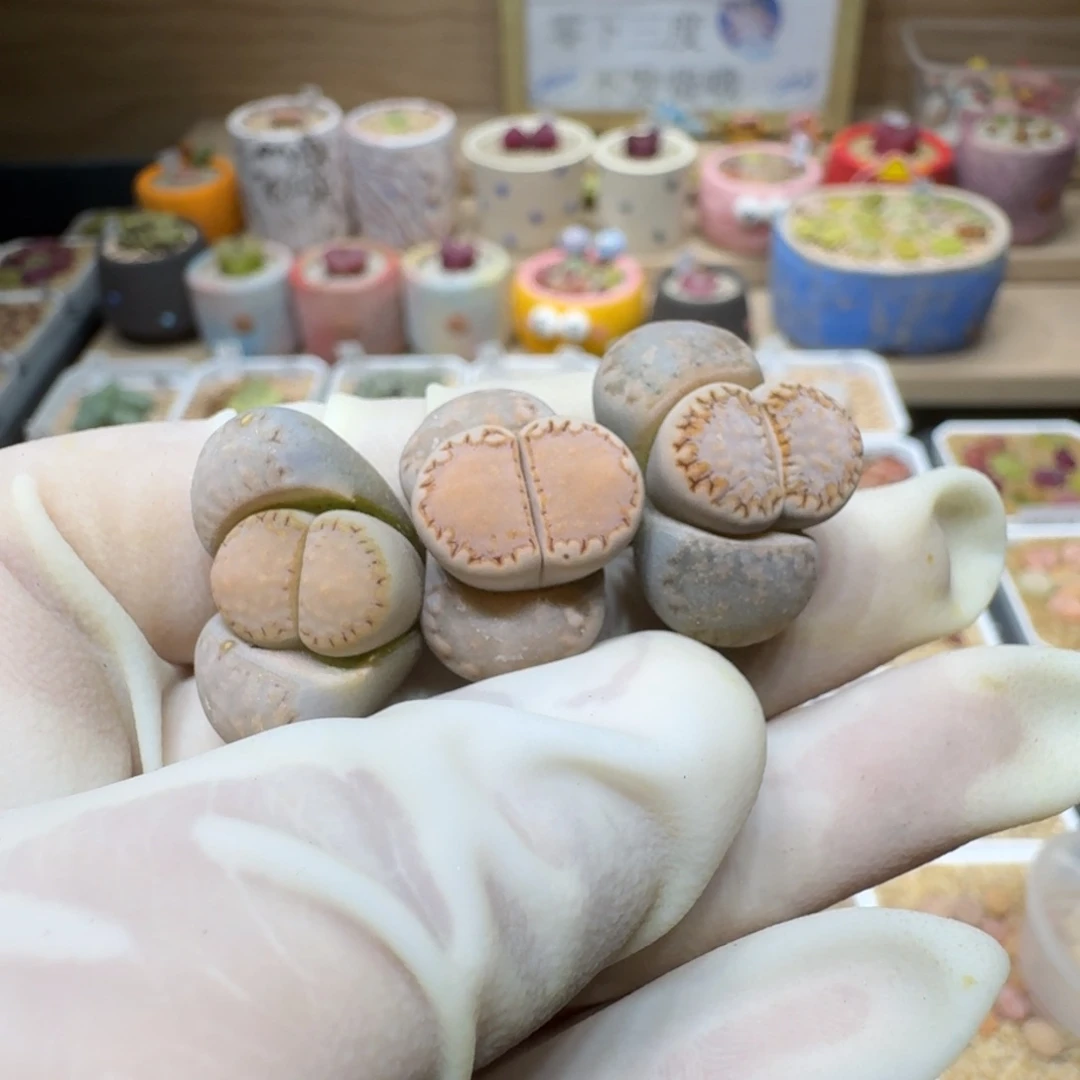 星****）0221-17饼干编号217