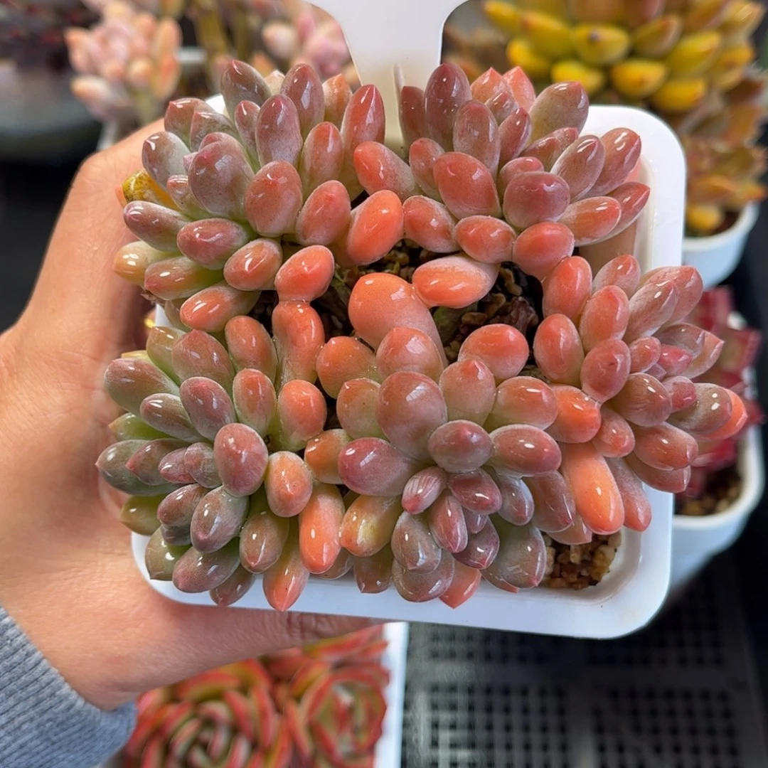 多肉植物0386 满30包邮