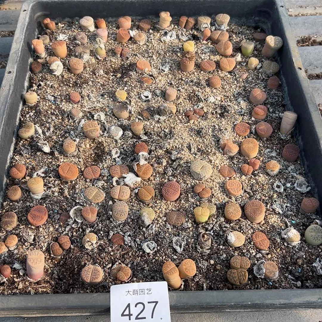 清框脱土发默认个别有疤。 427