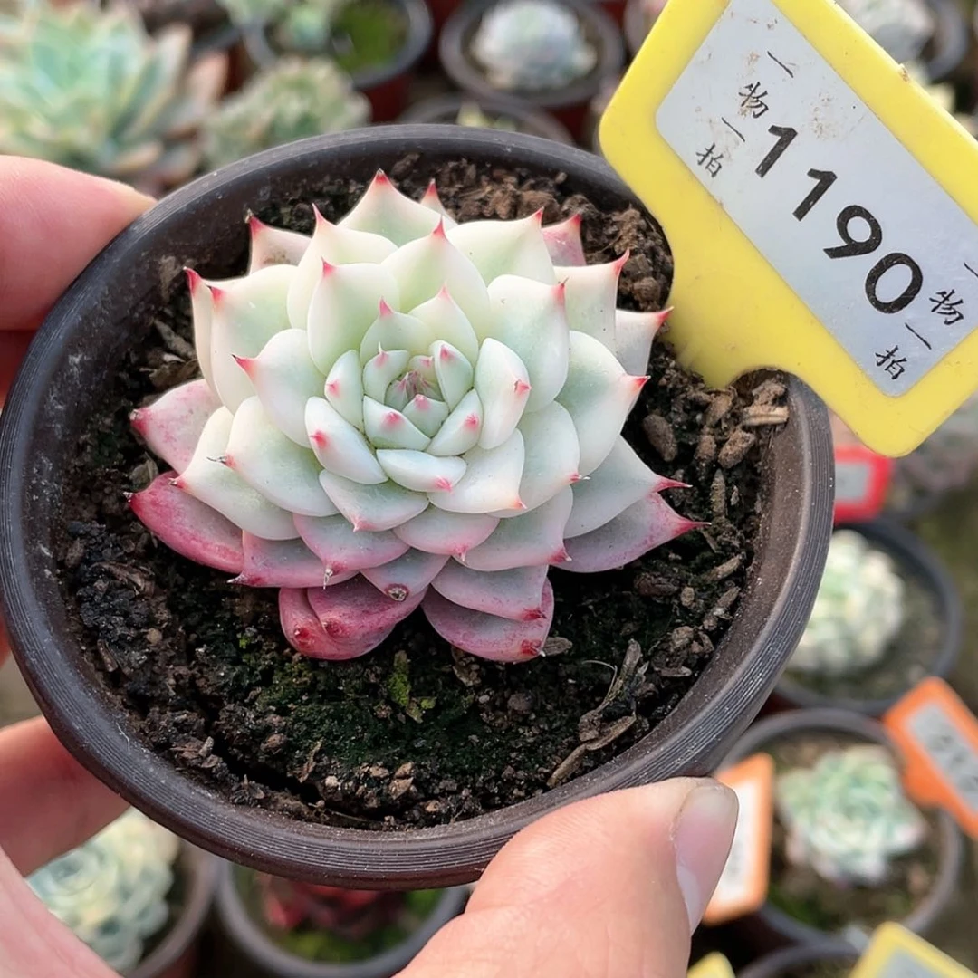 【闪购商品】超*杰1190号