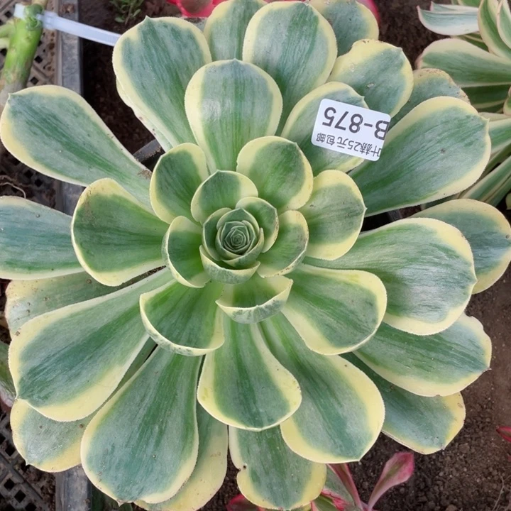 875香白多肉12345678