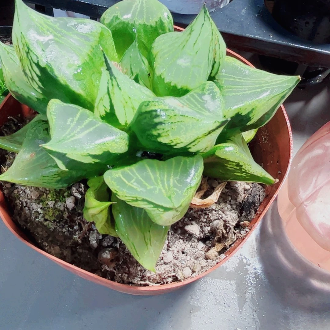 裹般若多肉植物6666