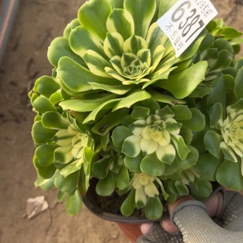 辛尼亚多肉植物法师6387