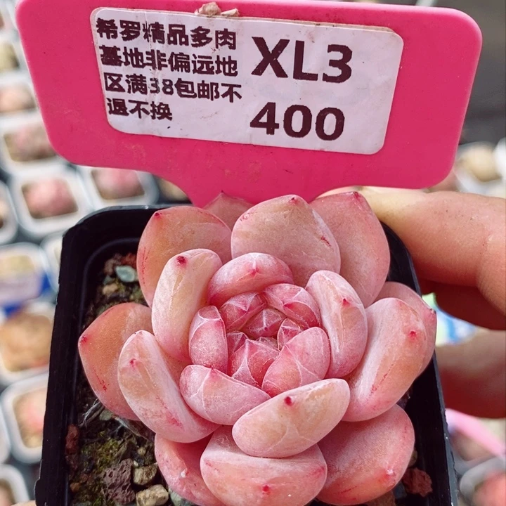 糖心5cm多肉植物