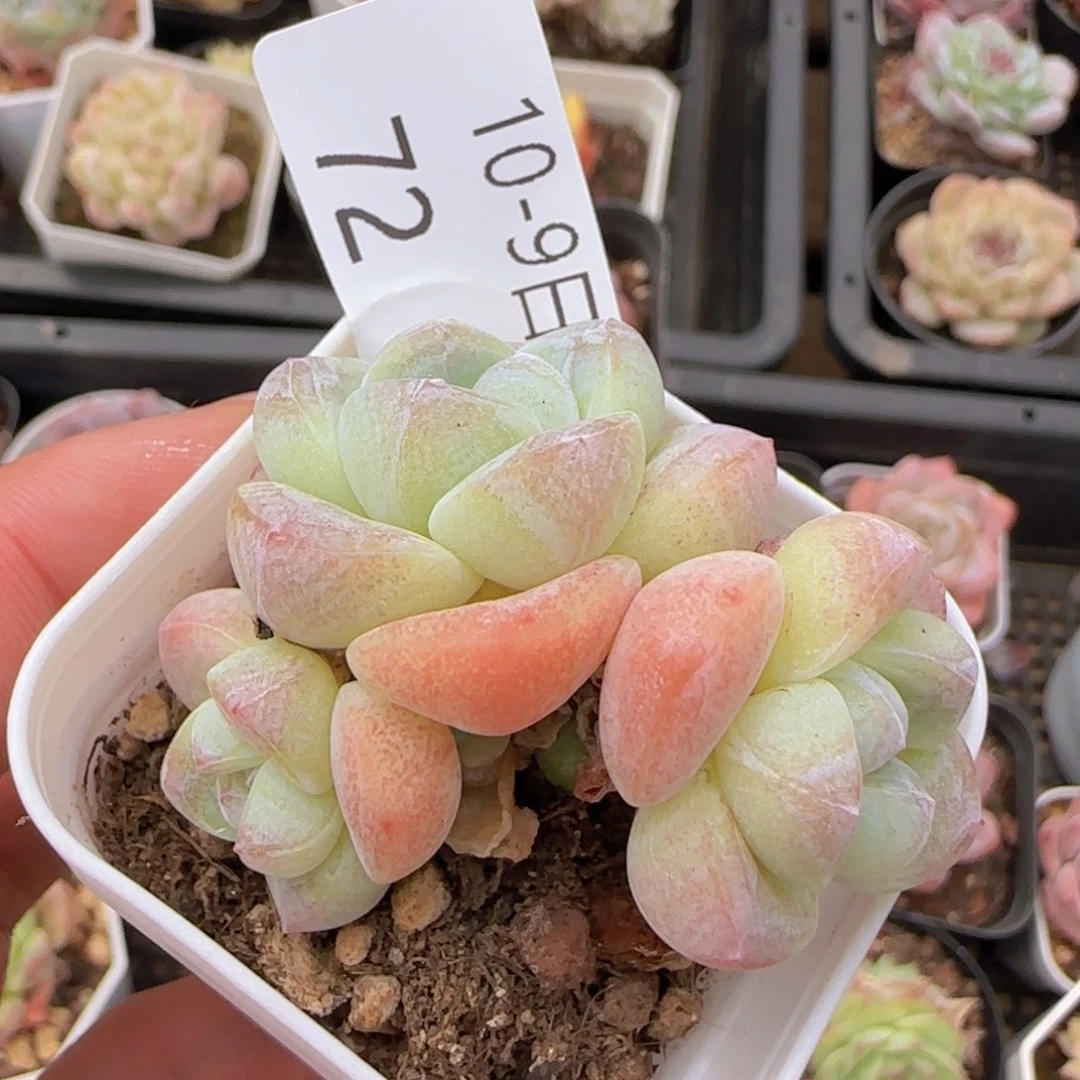 三头糖心冰玉一颗脱土