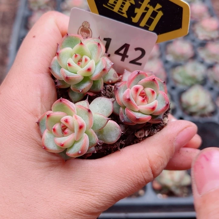 多肉植物多肉植物