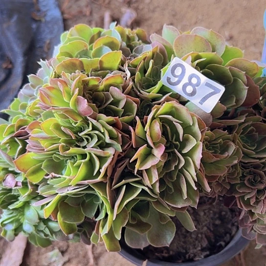 李***莲多肉植物一个玫瑰