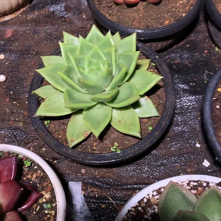 美肉套件活动开始了