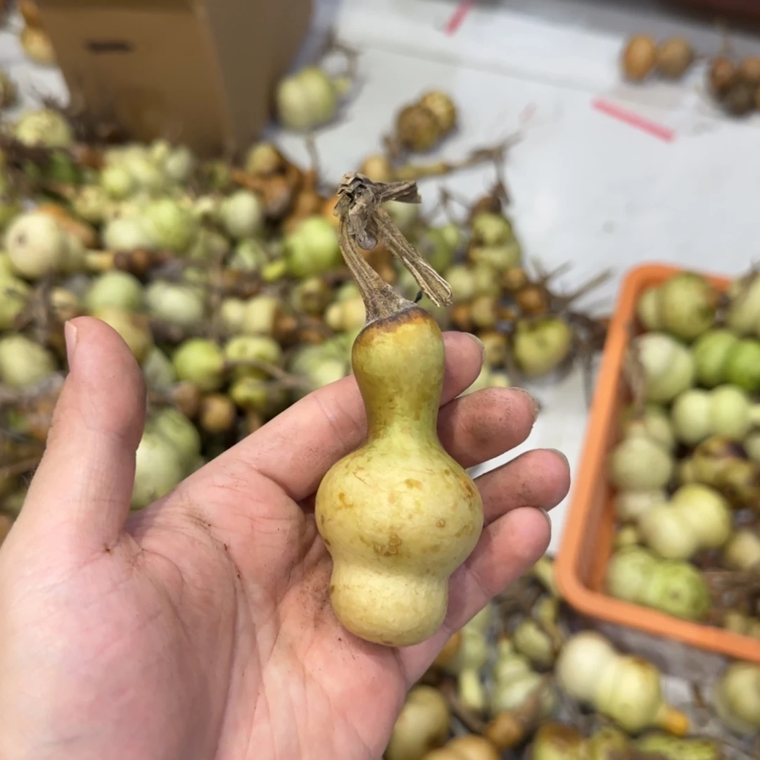 安***居葫芦青皮不包成青皮不包成