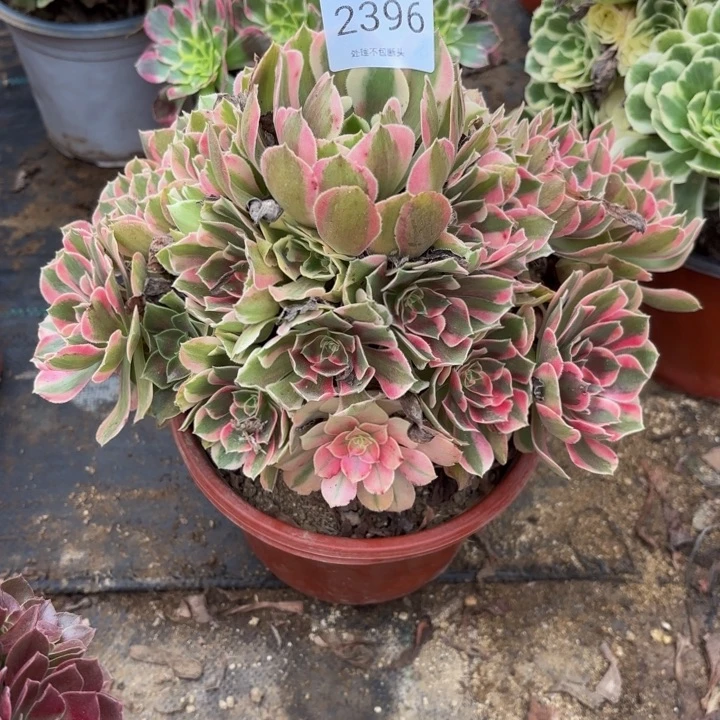 妖月多肉处理不包断头2396